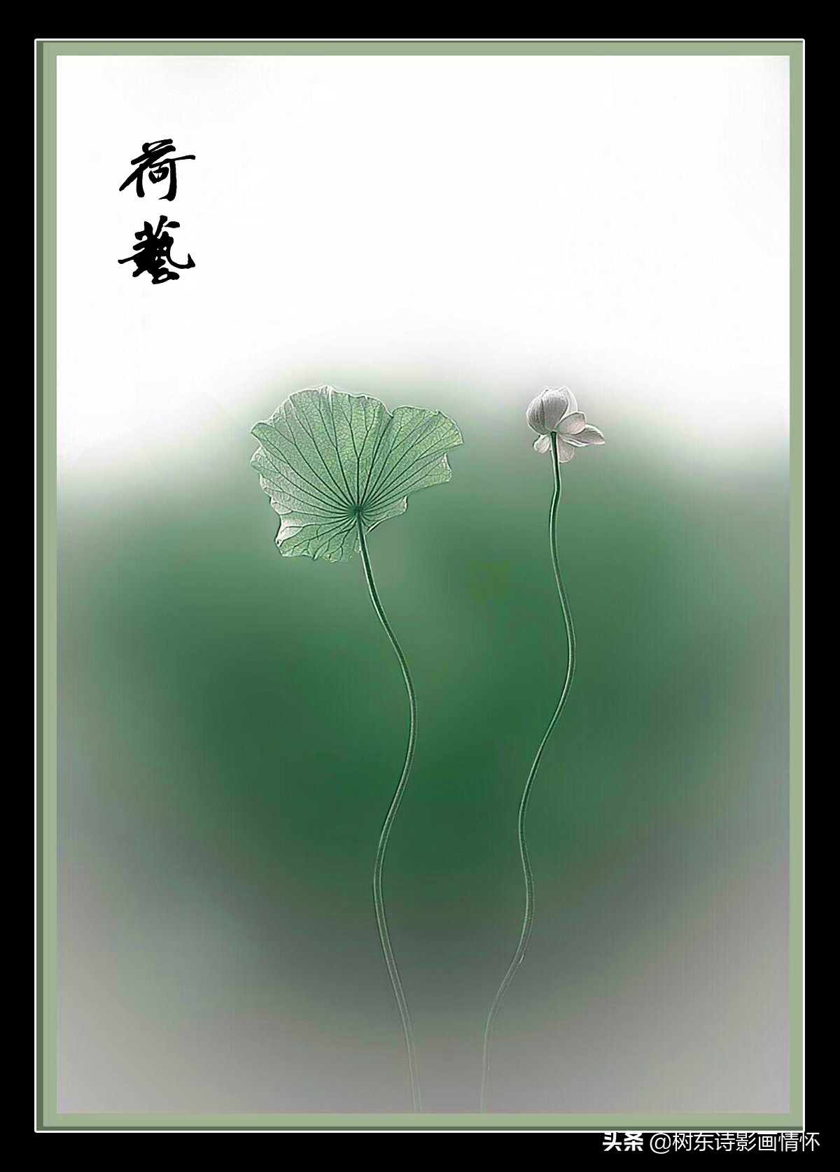 中秋赏荷花古诗,夏天赏荷古诗