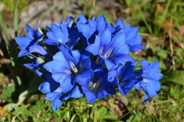美人如花隔云端前一句,美人如花隔云端的下一句是什么