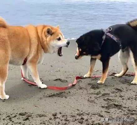 狗在家里闹怎么办,我家狗在外边流浪了两个月