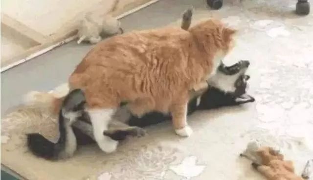 有些狗子玩着玩着就打架了,有些狗子表面上人畜无害吵起架来