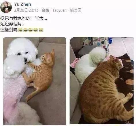 橘猫半年大概多少斤,橘猫半年