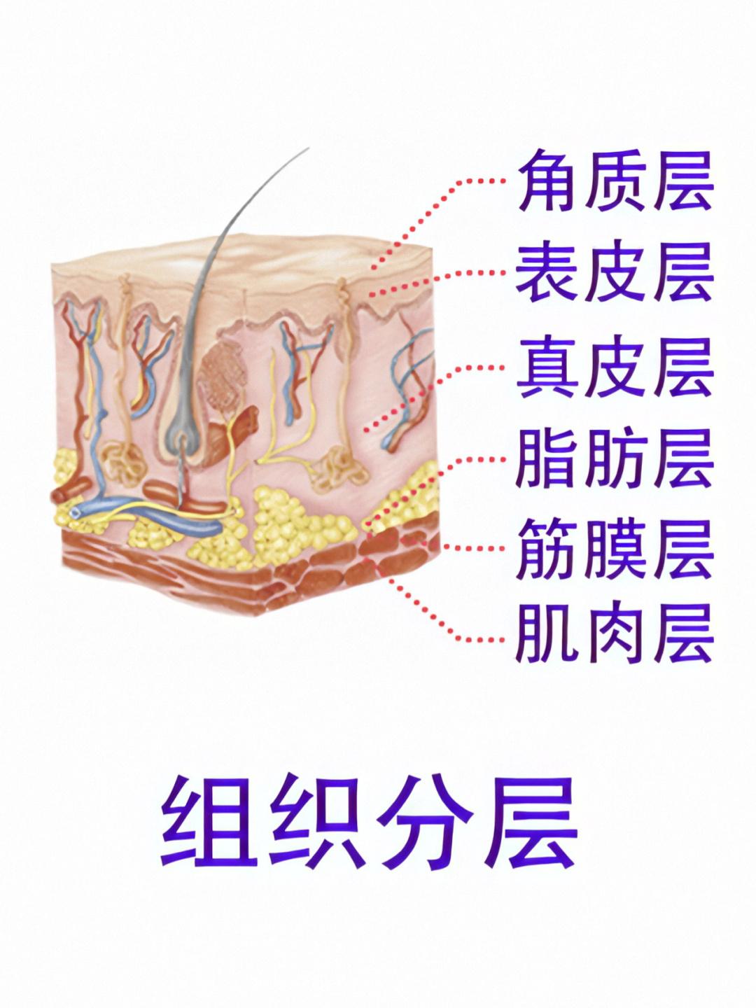 不做拉皮怎么能把脸上皱纹解决了,28岁脸皮松弛皱纹多怎么办