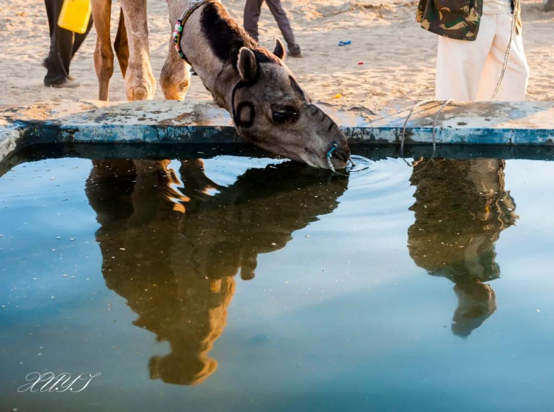津门网徐屹：印度骆驼节上的人们（上）