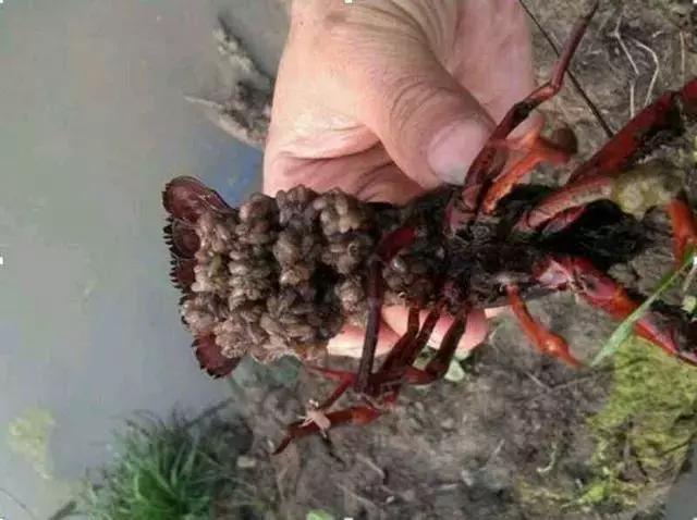 养小龙虾不投喂饲料能出好虾吗,养殖小龙虾要具备什么条件才能养