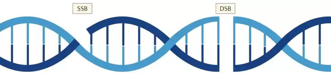 闈跺悜鑽拰pdl鍝娌荤枟鐧岀棁鏇村ソ,鎶楃檶闈跺悜鍒跺墏