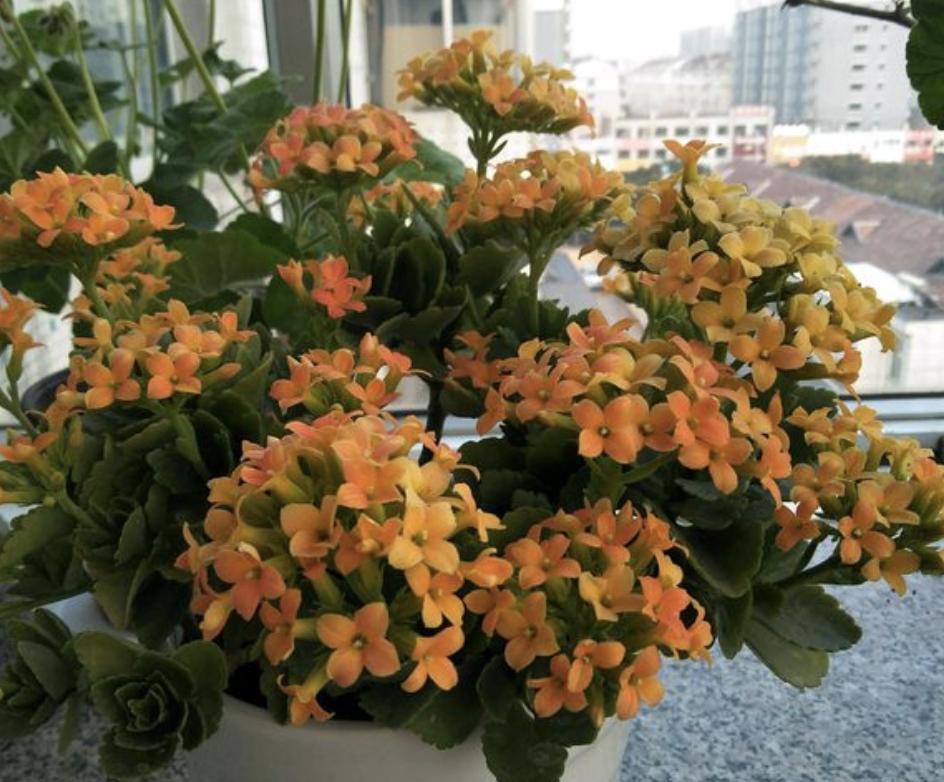 绿萝专用肥能给长寿花用吗,三种绿萝最好的肥料