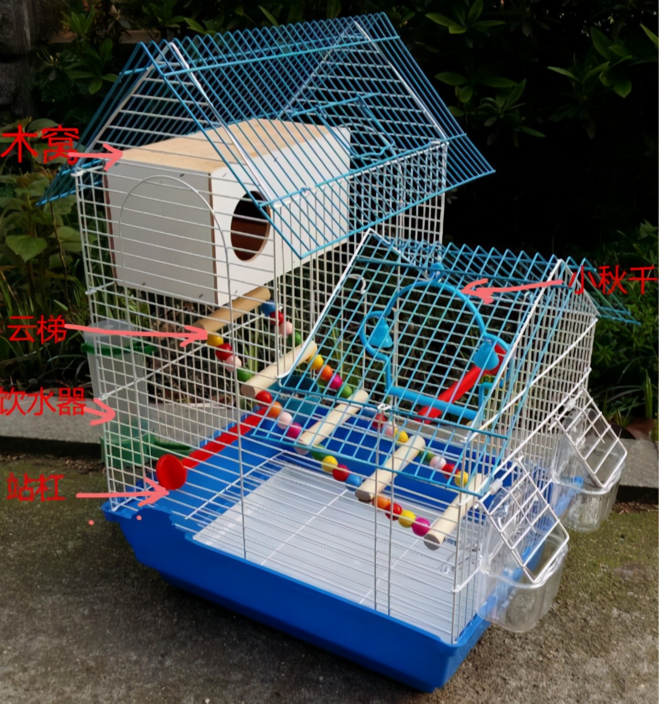 如何喂养一只鹦鹉视频教学,新手养的鹦鹉怎么喂养