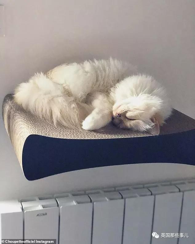 老佛爷的猫继承多少遗产,老佛爷去世后财产留给了一只猫