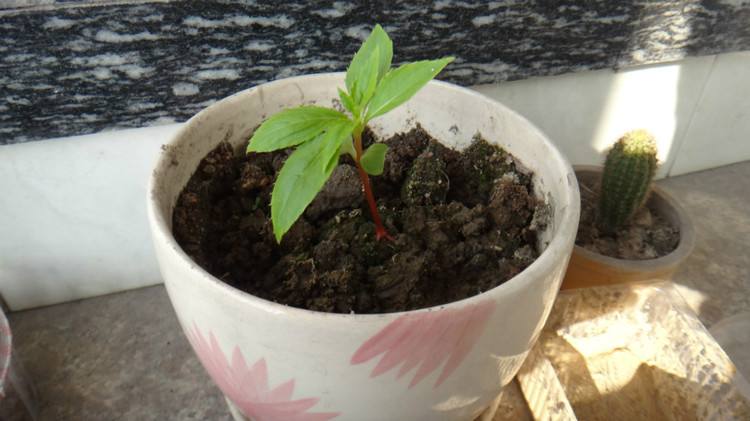 什么植物花能染白头发,纯植物什么花可以染发