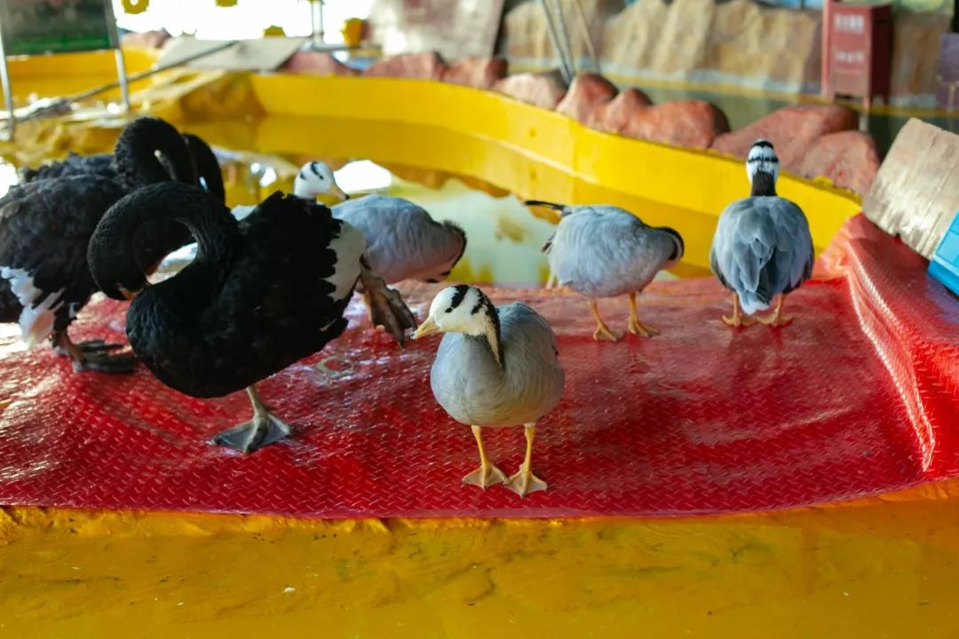 鏄嗘槑钀屽疇鍔ㄧ墿涓婚涔愬洯,鏄嗘槑瀹ゅ唴钀屽疇涔愬洯