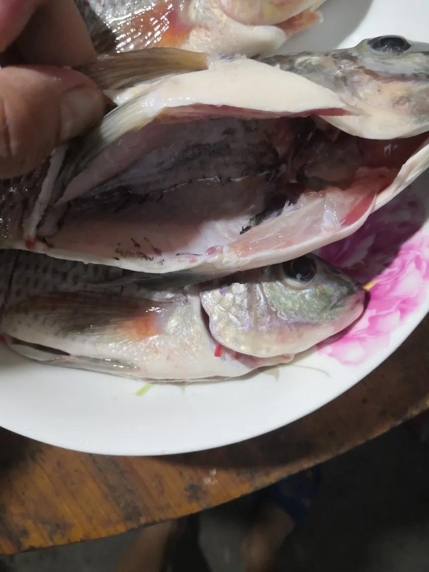 煎鱼总是糊掉是什么原因,为什么煎鱼有的粘锅有的不粘锅