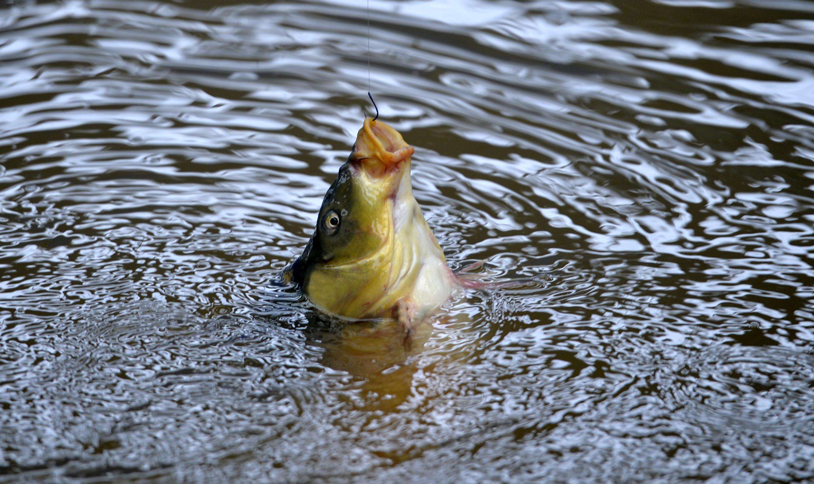 出鱼的好钓位可遇不可求，当然遛鱼上岸的手法也很主要