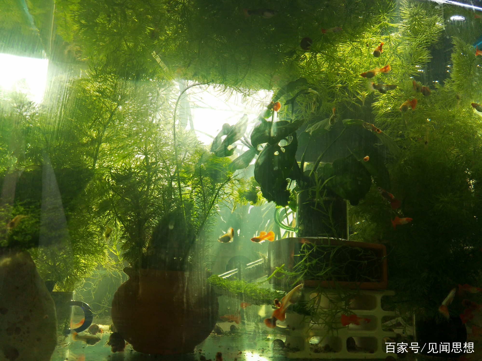 适合水草缸养的可以繁殖的观赏鱼,适合新手大鱼缸养的观赏鱼