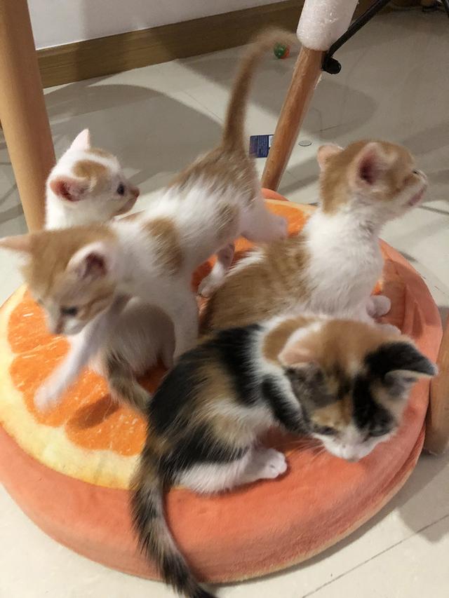 如何喂养刚出生的小奶猫,怎么喂养小奶猫