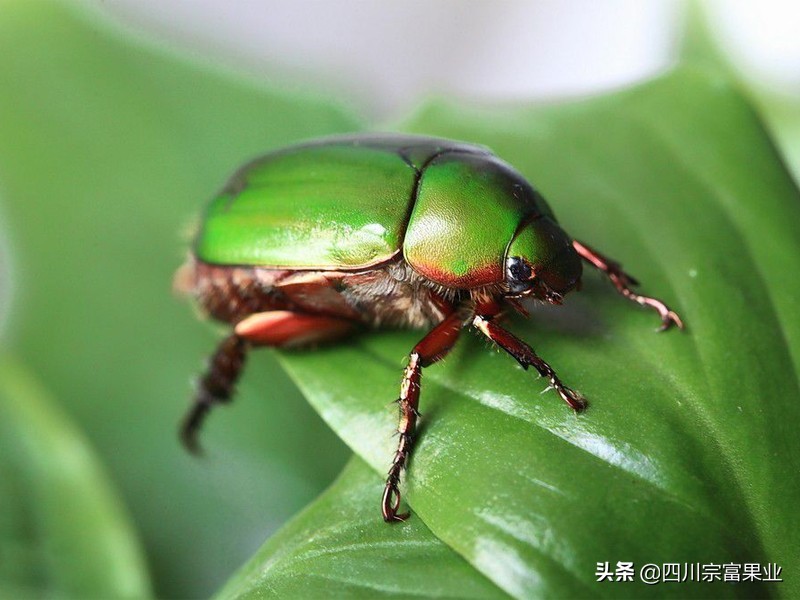 梨子上的金龟子,梨树食心虫钻进果树里怎么防治