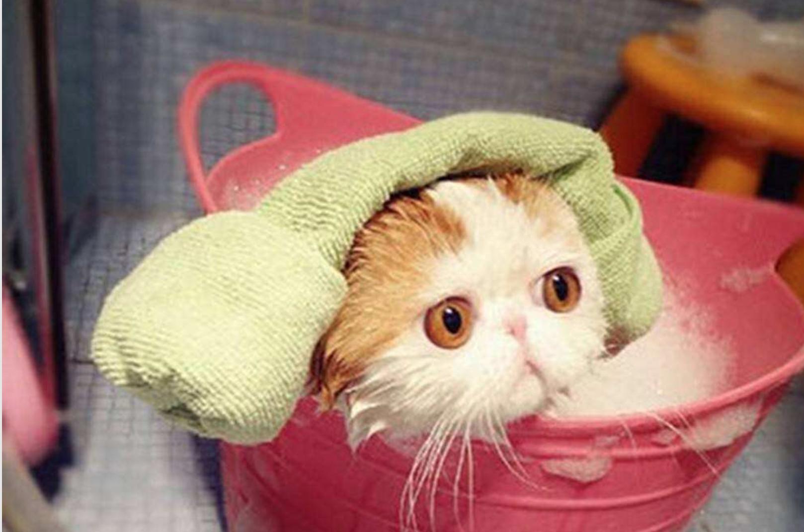 猫咪洗澡防止水进耳朵,猫咪洗澡耳朵进水会怎么样