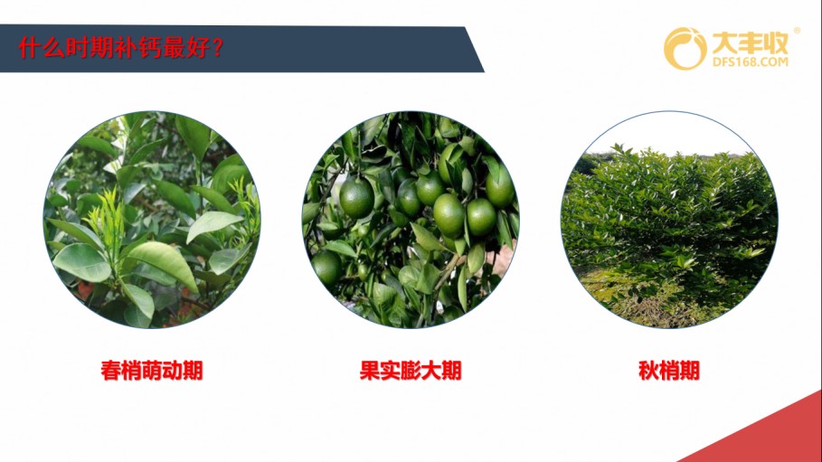 补钙施什么钙肥好,补了钙还缺钙