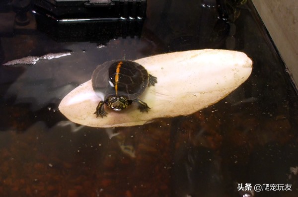 龟浮水的原因和治疗方法,龟浮水但是很活泼吃东西也正常