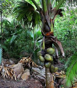 最大的种子图片,最大的海椰子