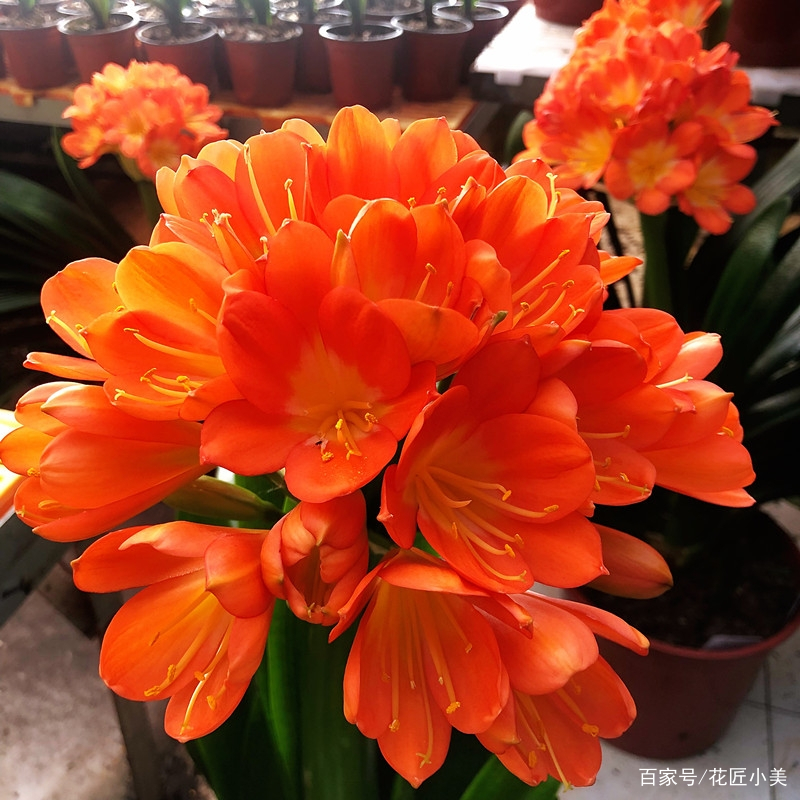 当温度过低或过高会发生什么,当温度到38度时有什么办法