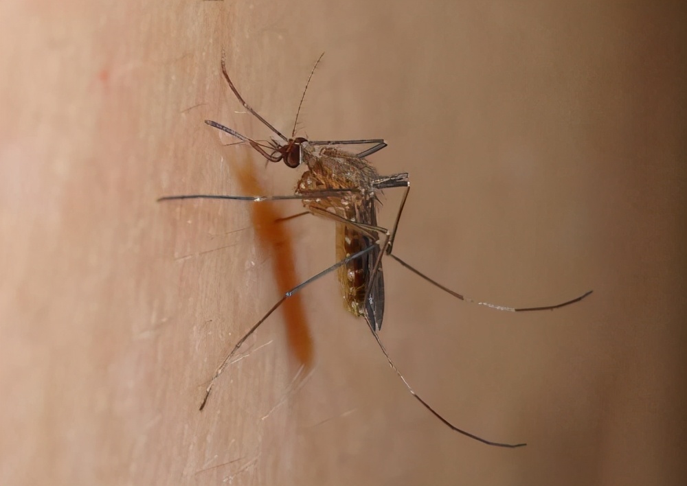 蚊虫叮咬教您几招止痒简单又快速,蚊虫叮咬怎么止痒最快最有效