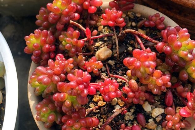 红色浆果越冬这样做，越冷越“红火”！