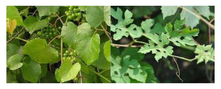 鬼字旁的生僻字魑魅魍魉怎么念,歌词里有魑魅魍魉等生僻字的歌