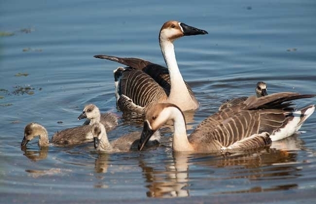 石门男人打女人事件,石门打鸟被抓