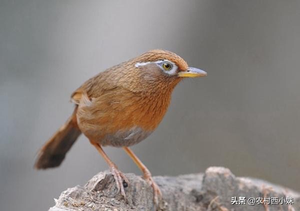 驯养鹦鹉的技巧,饲养画眉需要什么条件