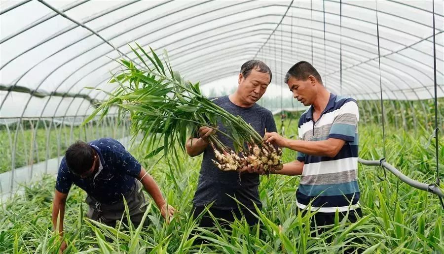 国家乡村振兴战略规划第二个五年,乡村振兴战略规划公立性卫生室
