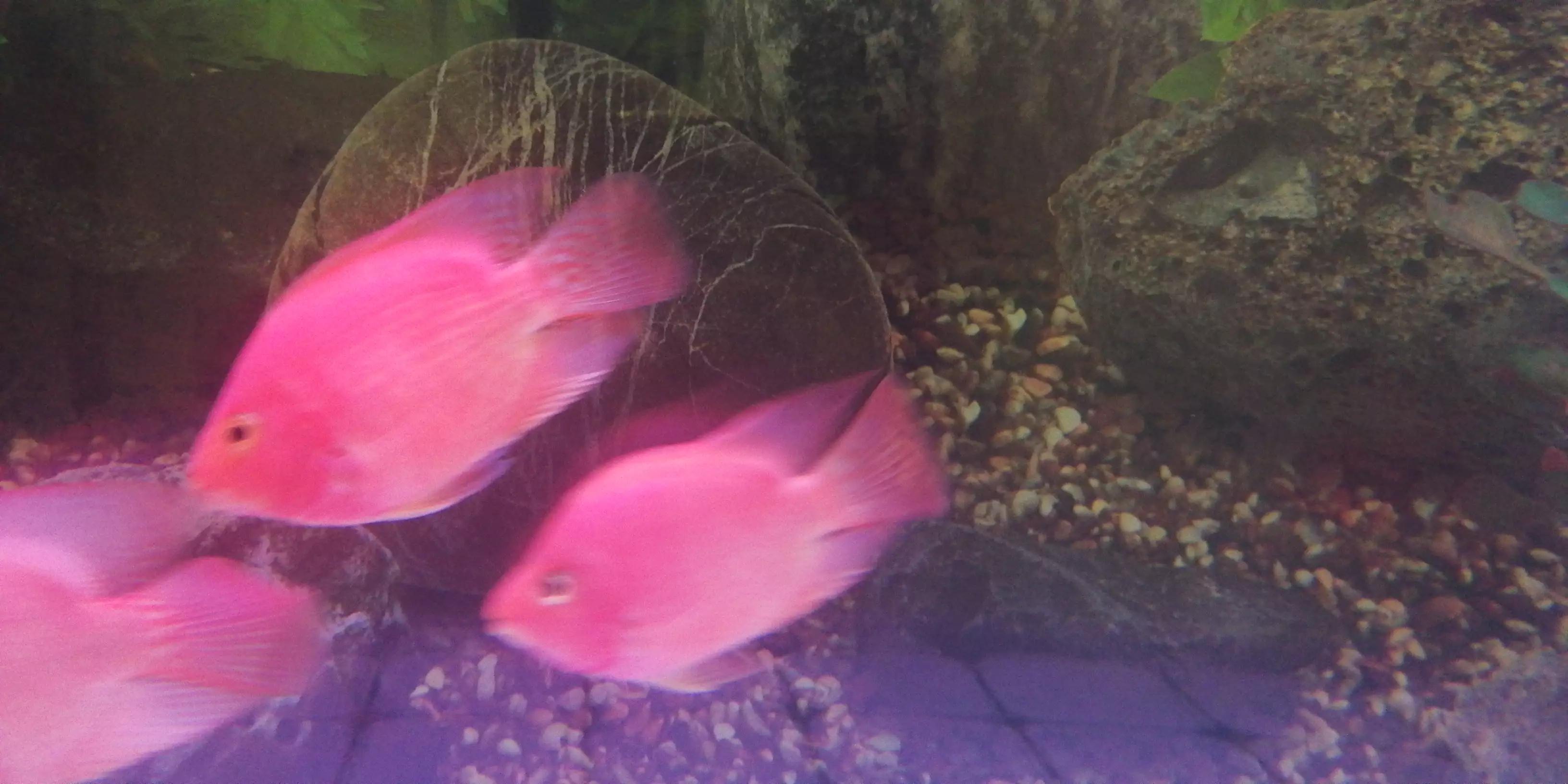 泰金罗汉和鹦鹉鱼混养,罗汉鱼可以和鹦鹉混养吗