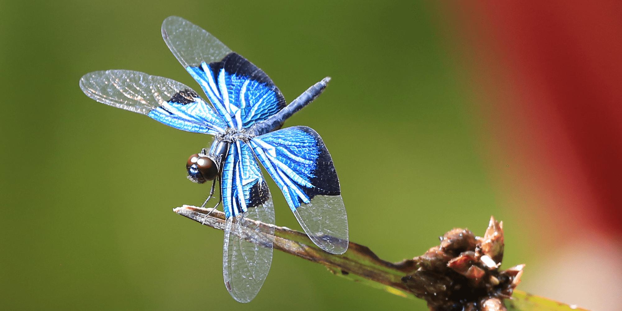 蜻蜓是对人类有益的昆虫吗,蜻蜓是昆虫吗你还知道哪些益虫