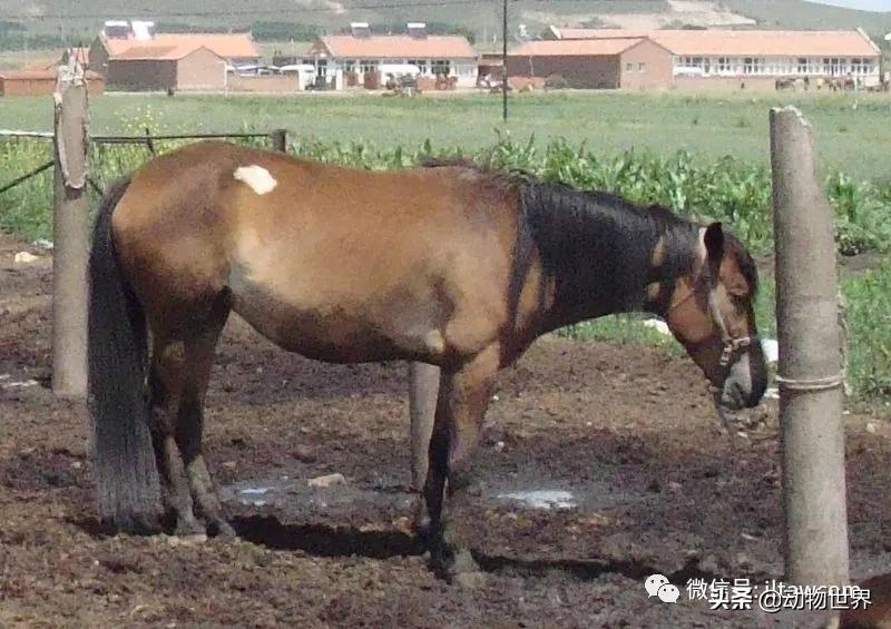 世界最好的十个品种马 (世界上最美丽的10类品种马)