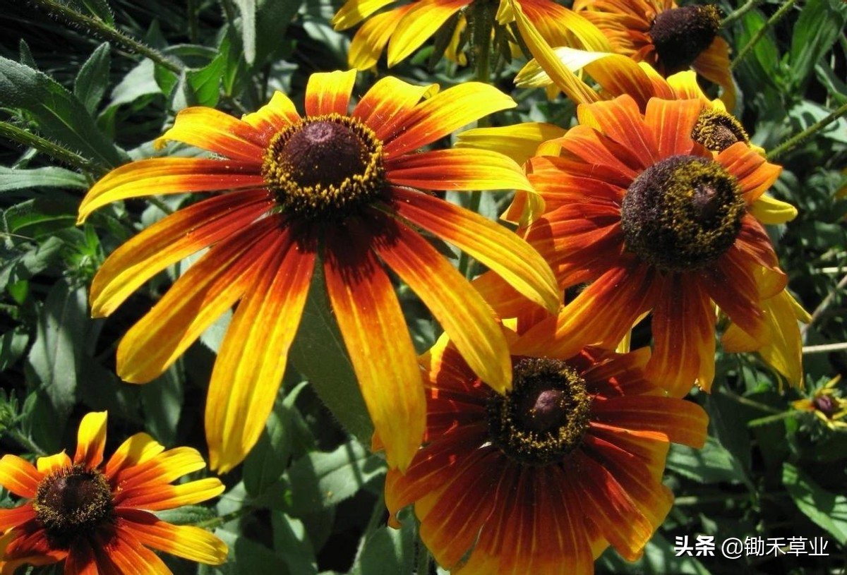 不低头始终向阳-黑心菊