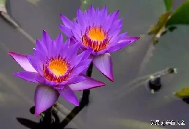 世界名贵花图片大全集,世界上最漂亮名贵的花卉