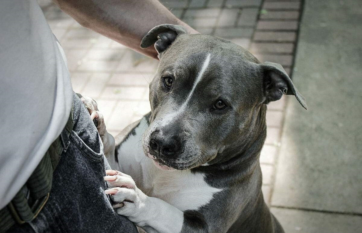 狗狗跑步停不下来,狗狗身体一直在抖和磨牙怎么办