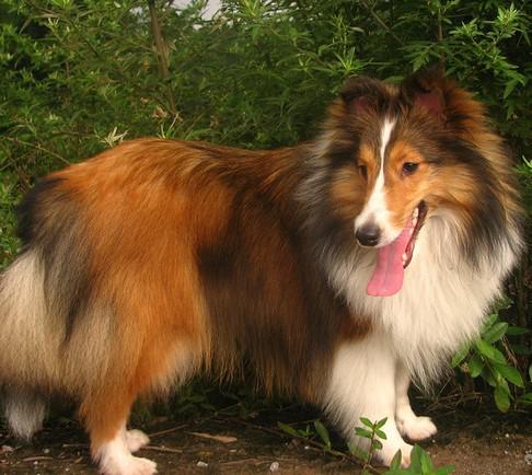 世上最罕见的狗品种图片,全世界狗品种视频