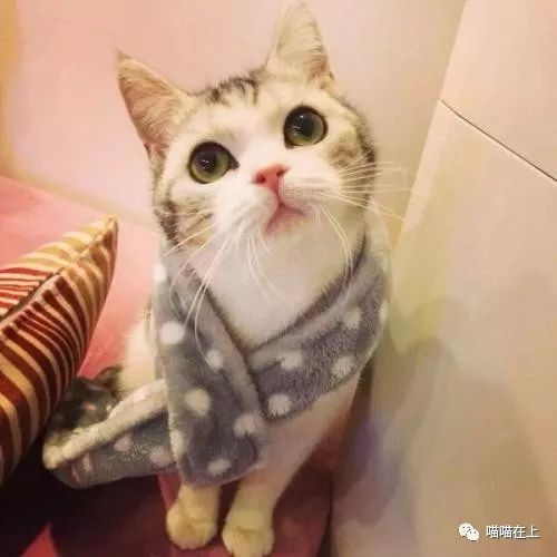 猫身上有跳蚤洗澡用什么能洗掉,猫的跳蚤弄到了人身上该怎么办