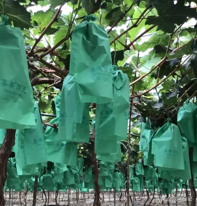 青印香提怎么挑选,青印香提为什么这么甜