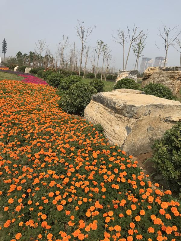 百花齐放迎盛世华夏崛起在今朝,花团锦簇万众瞩目