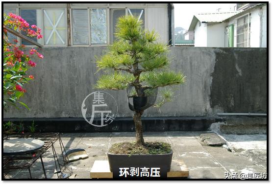 黑松盆景快速成型技术 (怎么让黑松盆景增粗变老不长高)