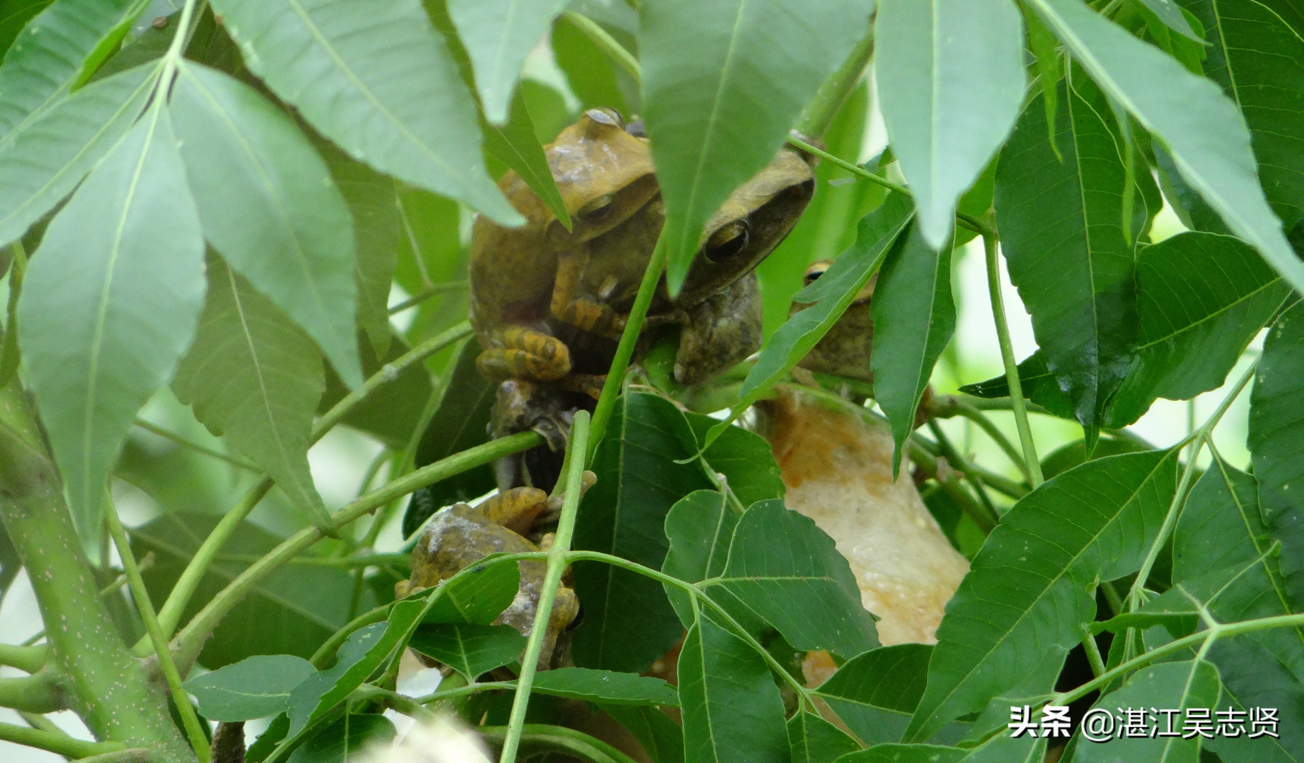 蛙怎样繁衍的全过程,蛙如何交配繁殖后代