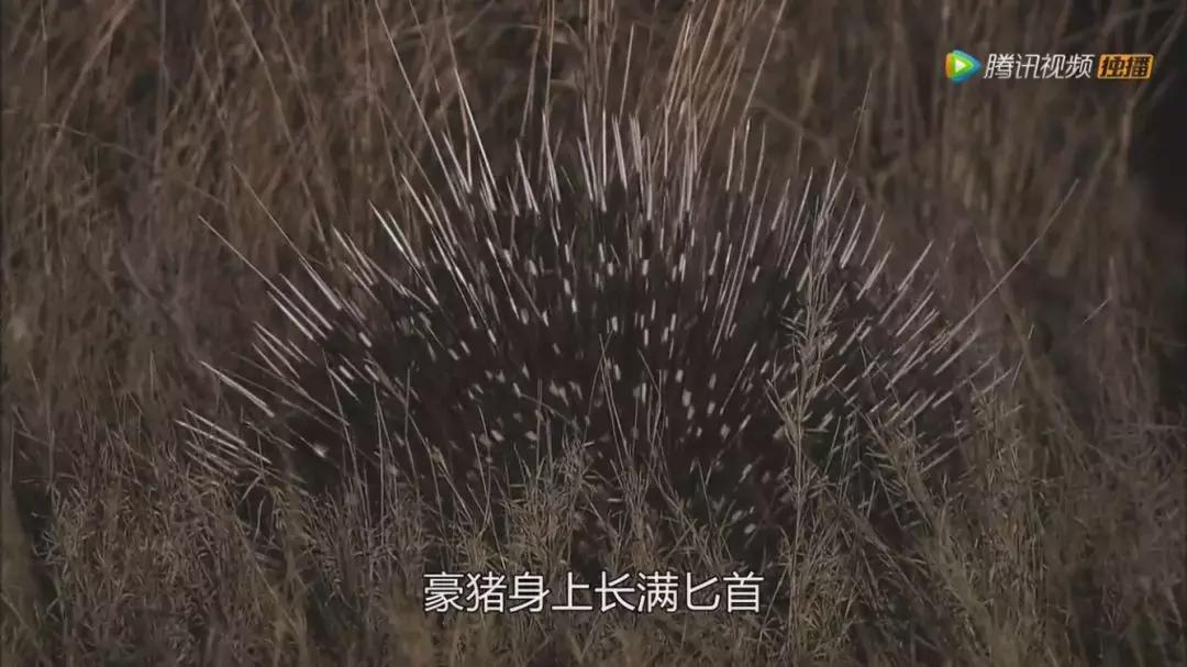 跟狮子抢肉，怼非洲鬣狗，看硬核“平头姐”成长史！