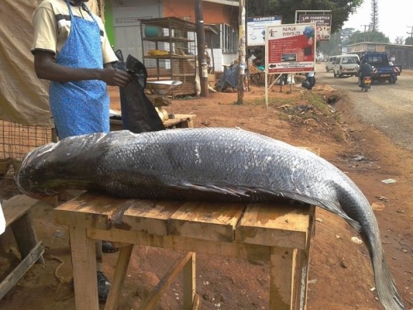 非洲巨型尼罗河鲈鱼泛滥成灾，中国吃货们表示要将其吃成回忆