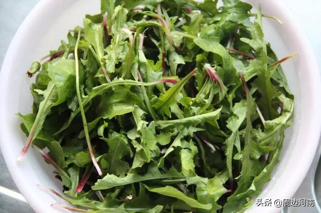 春季野菜大全这些野菜可以吃,春季能吃六种野菜讲解