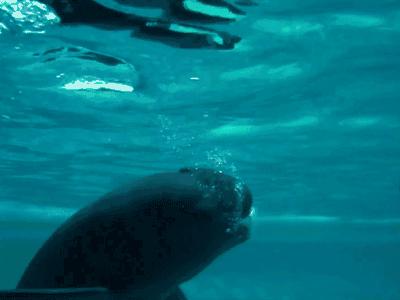 没有买卖就没有伤害的出处,没有买卖就没有伤害动物