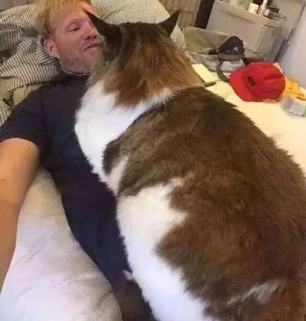 温柔的巨猫,关于缅因猫的一些知识你都知道吗