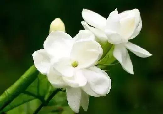 世界各国国花大开眼界美到爆,世界各国国花及国树