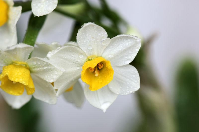 开败了的水仙花怎么处理,开败的水仙花种球