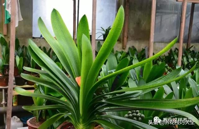 君子兰这样浇水，叶绿花大色更艳，一年能长6片叶